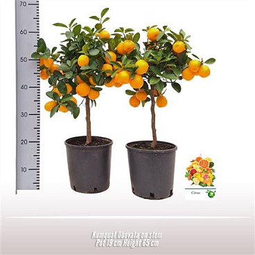 Citrus Kumquat Obovata On Stem