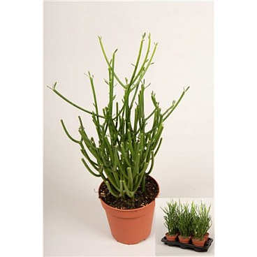 Euphorbia Tirucalli