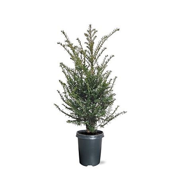 Taxus Baccata Bush