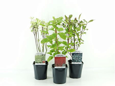 Cornus Mix