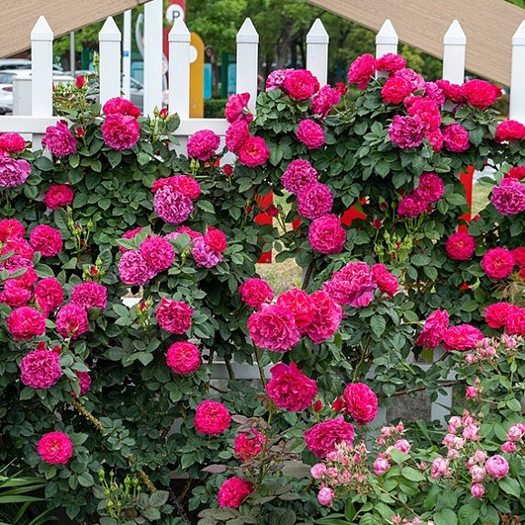 Роза флорибунда Тао