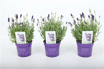 Lavandula An Mixmasters