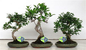 Bonsai Mix, Indoor, Without