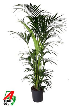 Howea Forsteriana 12p