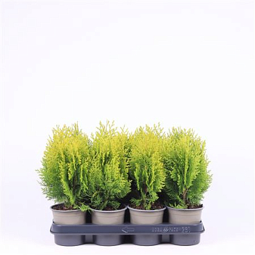 Platycladus Or Aurea Nana
