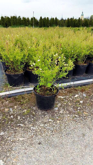 Спирея серая Грефшейм