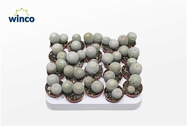 Mammillaria Microthele Superfina (group)