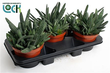 Gasteria Verrucosa