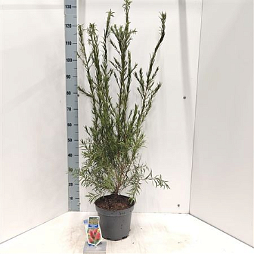 Callistemon Laevis