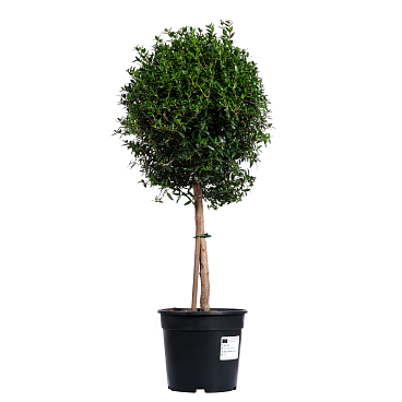 Мирт обыкновенный штамб