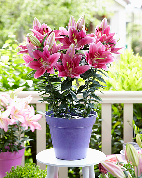 Лилия восточная низкорослая Джентл Романс