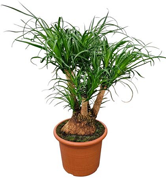 Beaucarnea 35 Cm Branched