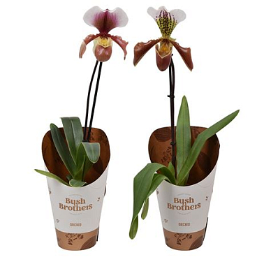 Paphiopedilum 1st Mix U.s.a.
