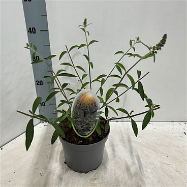 Buddleja Dav Black Knight