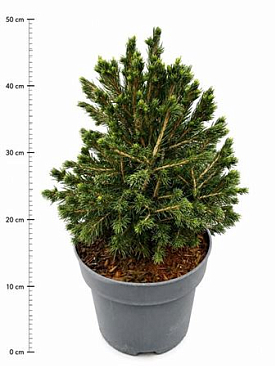 Picea Abies Tompa