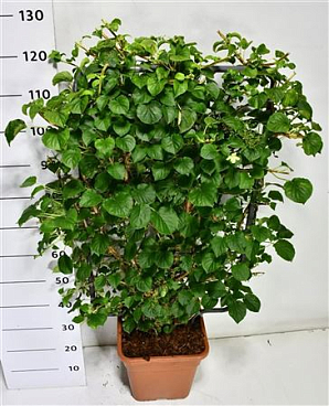Hydrangea An Petiolaris Screen