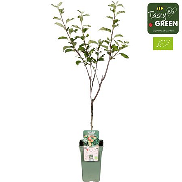 Malus Dom Jonagold Bio