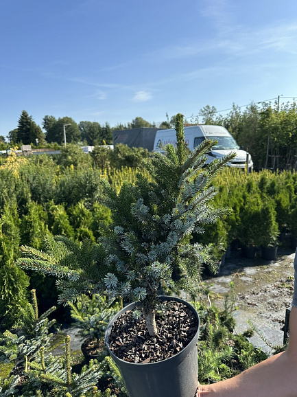 Ель двухцветная