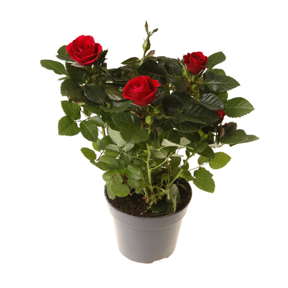 Роза патио Красная Изабель