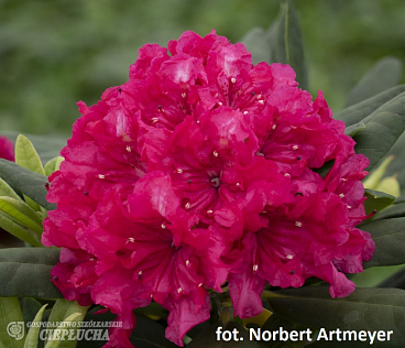 Рододендрон гибридный Дабл Кисс