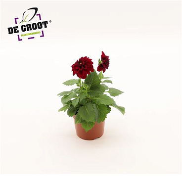 Dahlia Purple