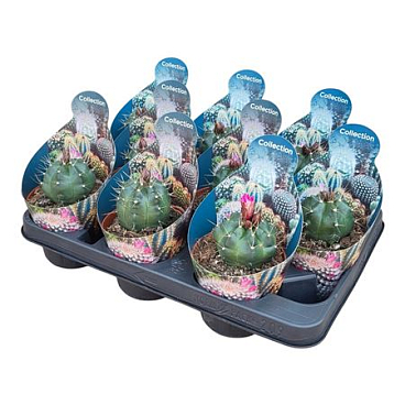 Echinocereus Knippelianus Potcover