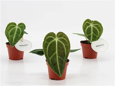 Anthurium Regale