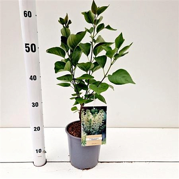 Syringa Vulg Primrose
