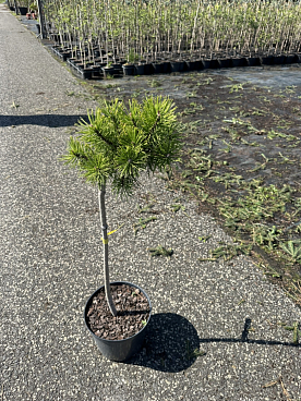 Сосна горная Винтер Голд штамбовая