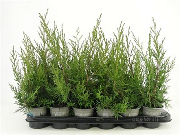 Juniperus Chin Keteleeri