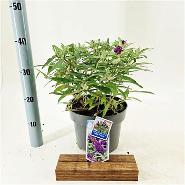 Buddleja Dav Little Purple