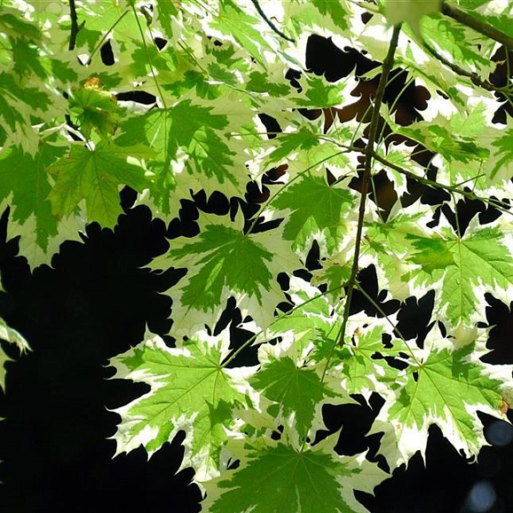 Клен остролистный Друммонди в тубе