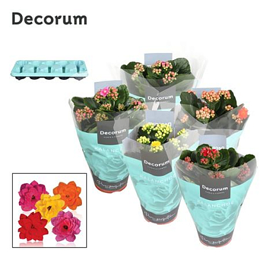 Kal Cal Mix (decorum).