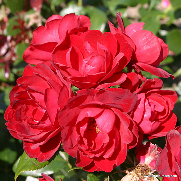 Роза флорибунда Милано