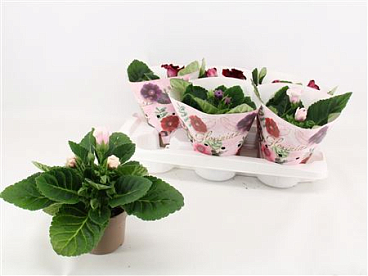 Sinningia Mix In Tube