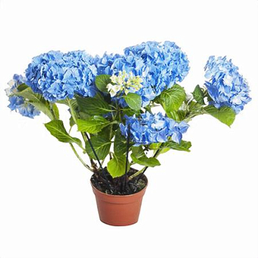 Гортензия синяя