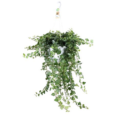 Hedera Wonder