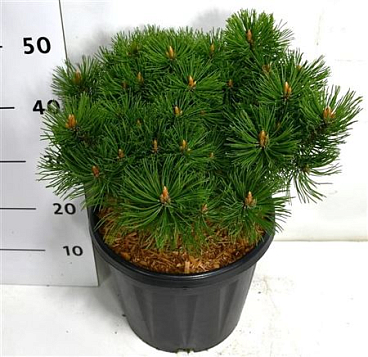 Pinus Mugo Mumpitz