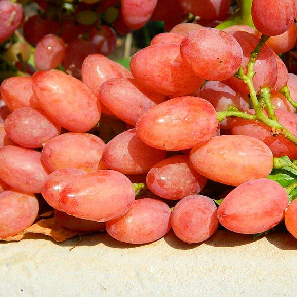 Виноград культурный Лучистый (в тубе) | Оптовая цветочная компания «Флора Групп» Виноград культурный Лучистый (в тубе)