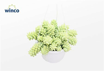 Sedum Burrito (hanging Basket)