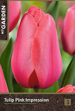 Тюльпан дарвинов гибрид Пинк Импрешн