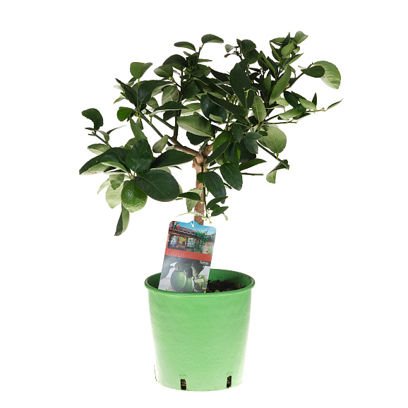 Цитрофортунелла Лайм штамб