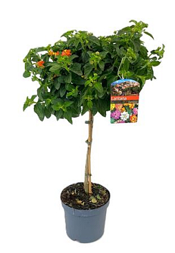 Lantana Camara On Stem