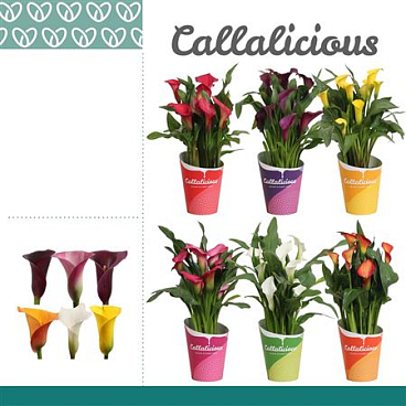 Zantedeschia Mix In Potcover