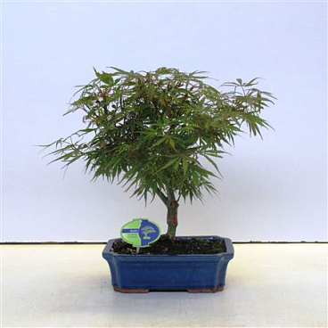 Acer Palmatum Jerre Schwarz