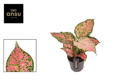 Aglaonema Crimson Love