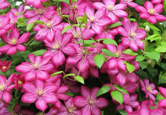 Клематис гибридный Вилль Де Лион