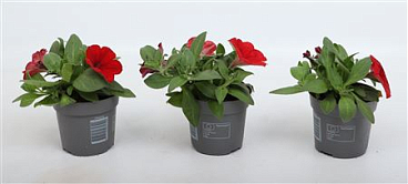 Petunia Tea Red