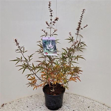 Витекс Agnus-castus Albus