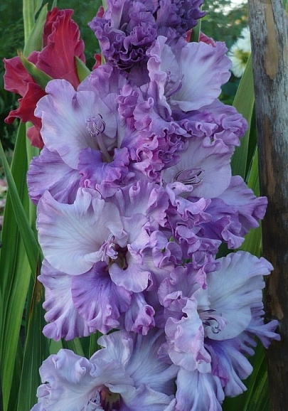 Гладиолус крупноцветковый Мерцающие Бабочки